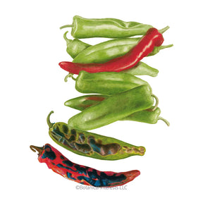 Botanical Interests, Inc. - Pepper Chile Hatch NM Heritage Big Jim Seeds