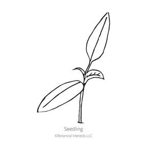 Botanical Interests, Inc. - Pepper Chile Hatch NM Heritage Big Jim Seeds