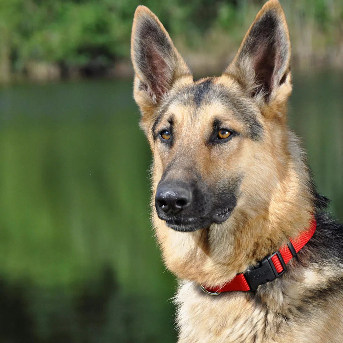 Coastal - Nylon Collar Adjustable 1 1/2"