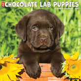 2024 Chocolate Lab Puppies Calendar