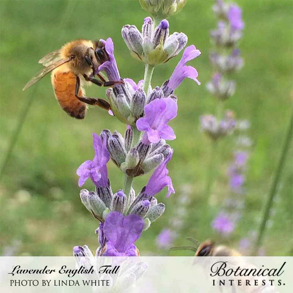 tall lavender plants English Tall/Vera Lavender Seeds