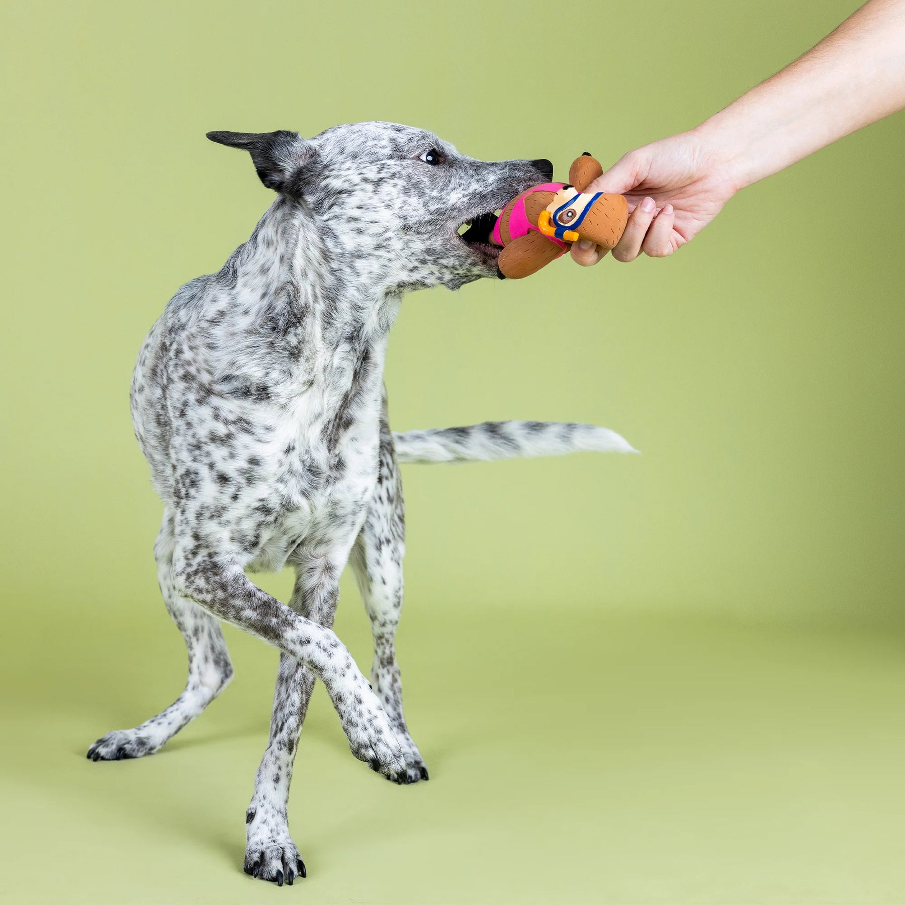 Petshop by Fringe Studio - Dog Toy Eat Sleep Snorkel