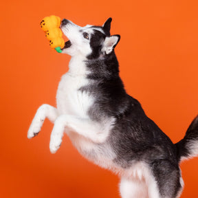 Petshop by Fringe Studio - Dog Toy GO BIG OR GOURD HOME