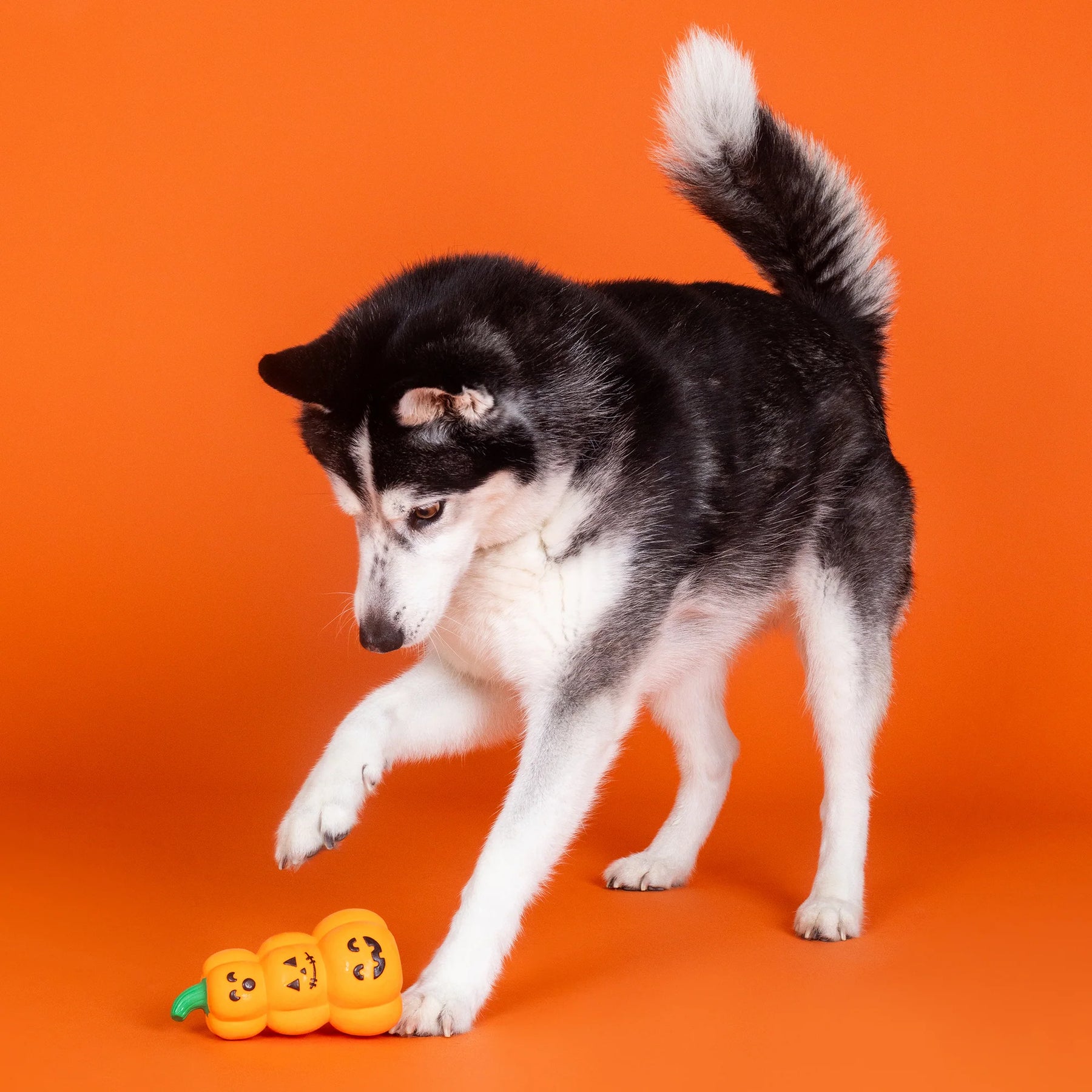 Petshop by Fringe Studio - Dog Toy GO BIG OR GOURD HOME
