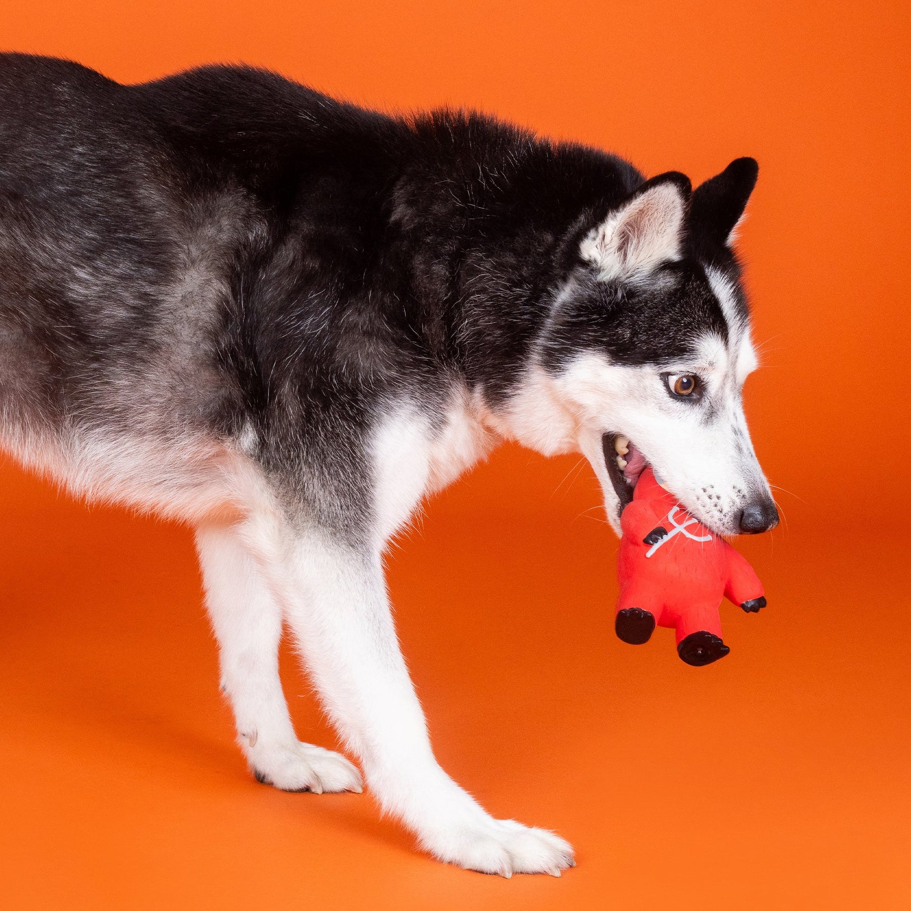 Petshop by Fringe Studio - Dog Toy A LITTLE HOTHEADED