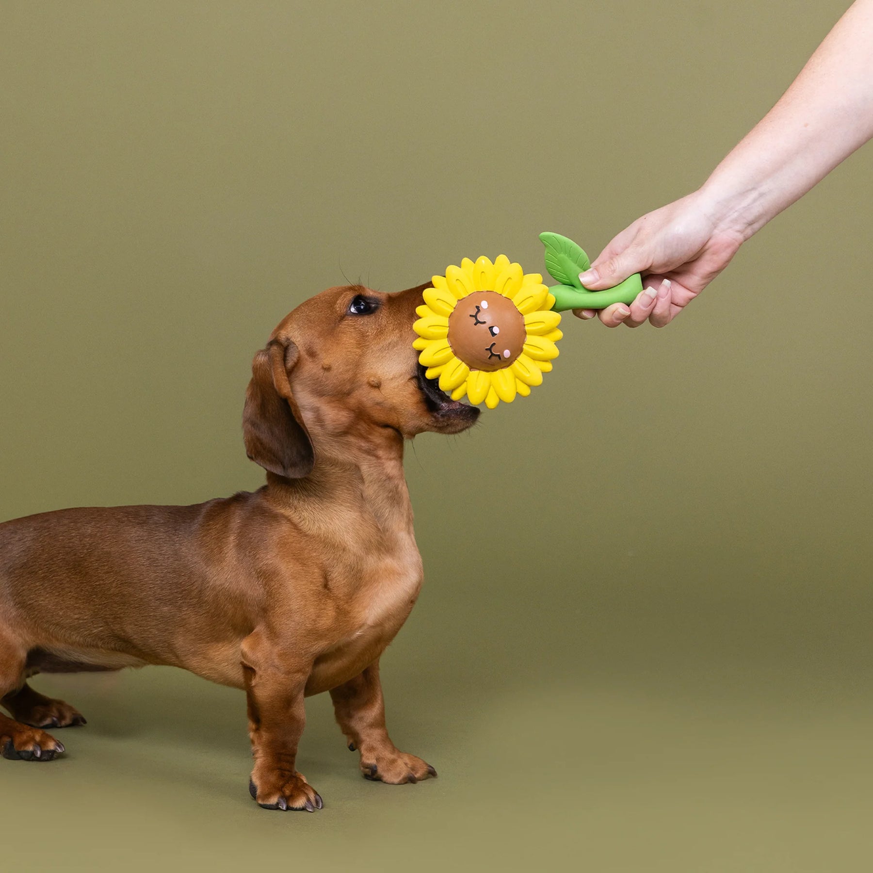 Petshop by Fringe Studio - Dog Toy Way To Grow