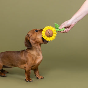 Petshop by Fringe Studio - Dog Toy Way To Grow