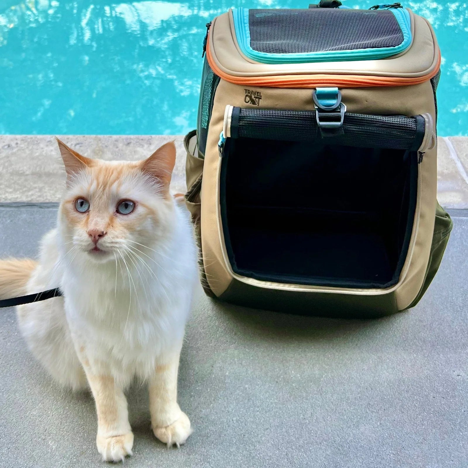 backpack cats travel Cat Carrier, Pet Cat Carrier with Ventilated Design for Carrying Puppy Cats, Pet Carrier Backpack for Traveling/Hiking/Camping/Outdoors Airline Approved Carrier(Grey) : Pet Supplies Navigator Cat Backpack (Convertible) Adventure is calling How to Backpack Train Your