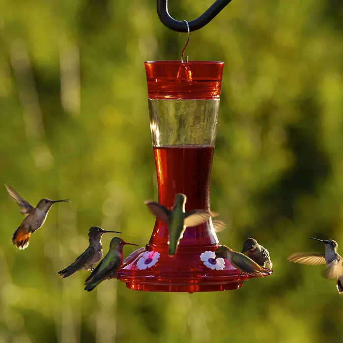 More Birds -  Garnet Hummingbird Feeder
