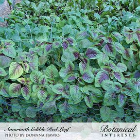 Botanical Interests, Inc. - Edible Red Leaf Amaranth Seeds