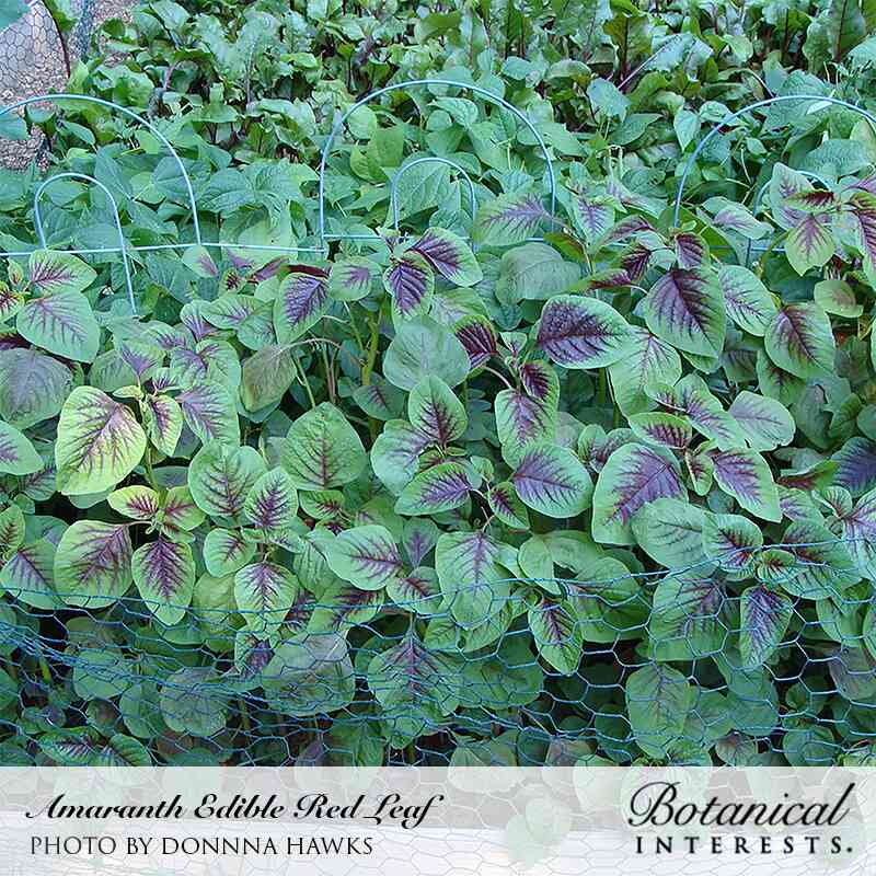 Botanical Interests, Inc. - Edible Red Leaf Amaranth Seeds