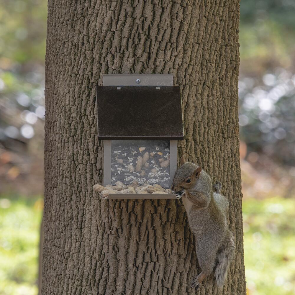 More Birds - Squirrel Lunch Box