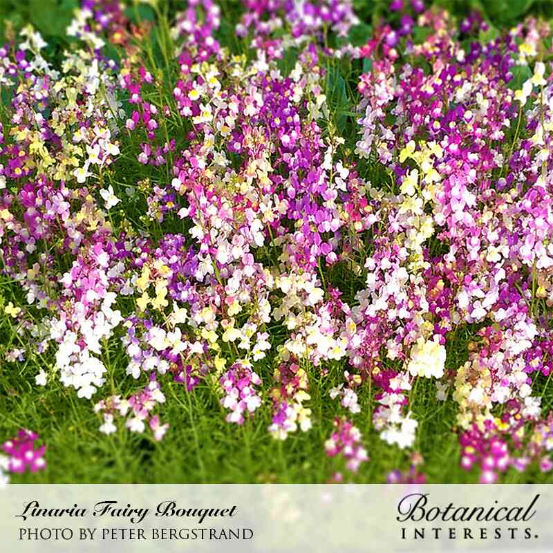 Botanical Interests, Inc. - Linaria Fairy Bouquet Seeds