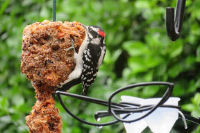 Mr. Bird - Cylinder Flaming Hot Feast