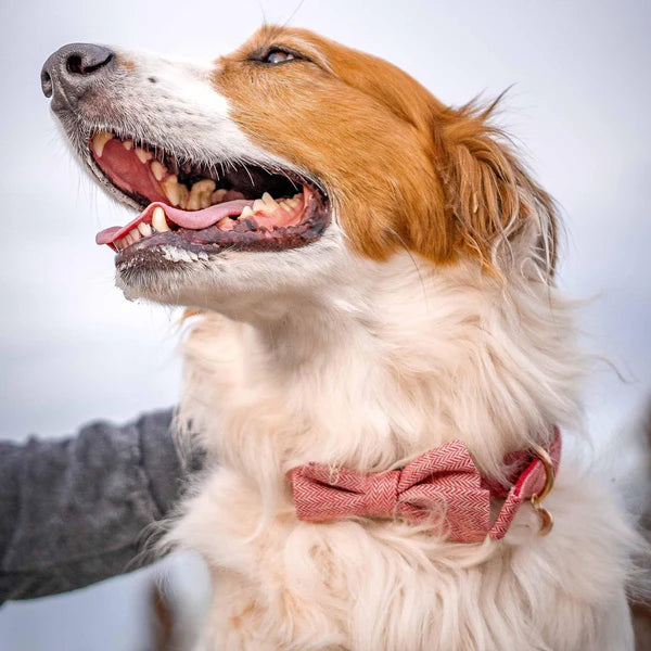 Red | Textured Tweed Dog Collar