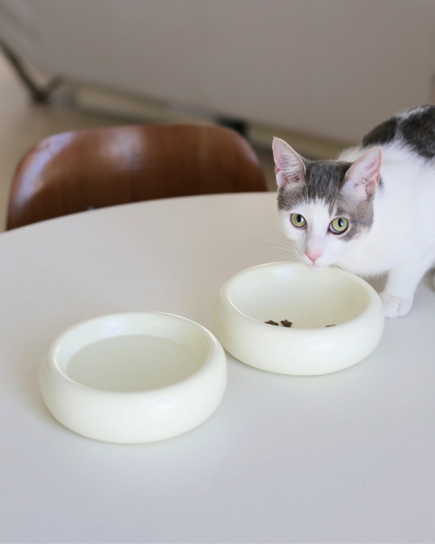 Catenary Home - Halo Pet Bowl