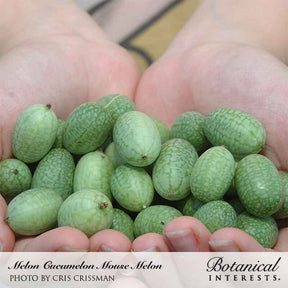 Botanical Interests, Inc. - Mouse Melon Cucamelon Melon Seeds