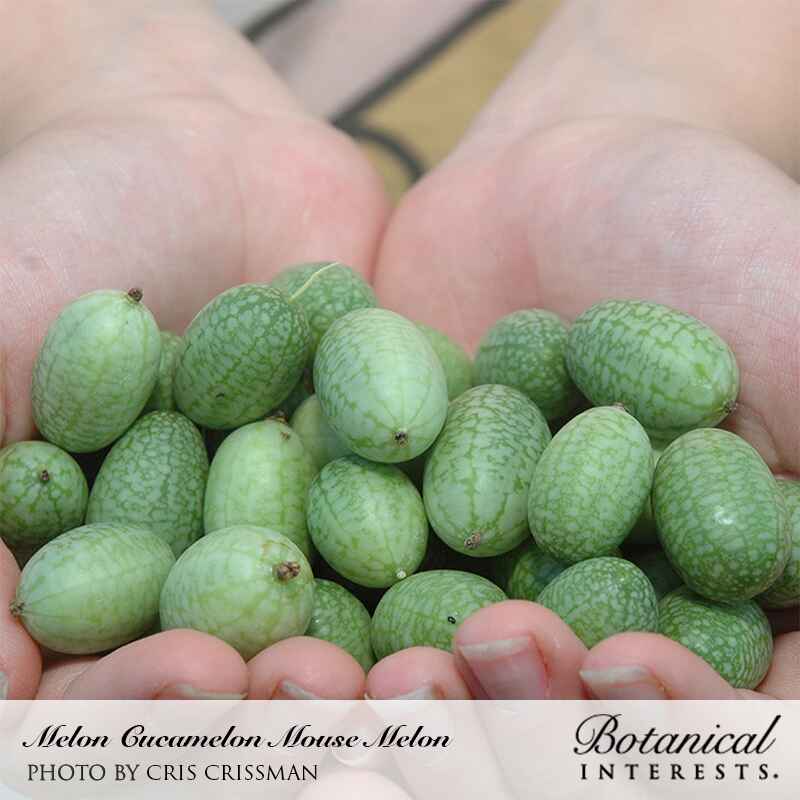 Botanical Interests, Inc. - Mouse Melon Cucamelon Melon Seeds