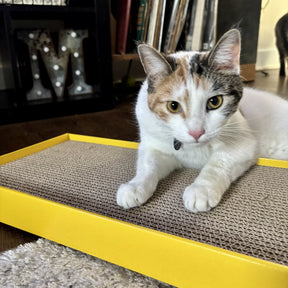 Coastal - Yellow Rectangle Scratcher