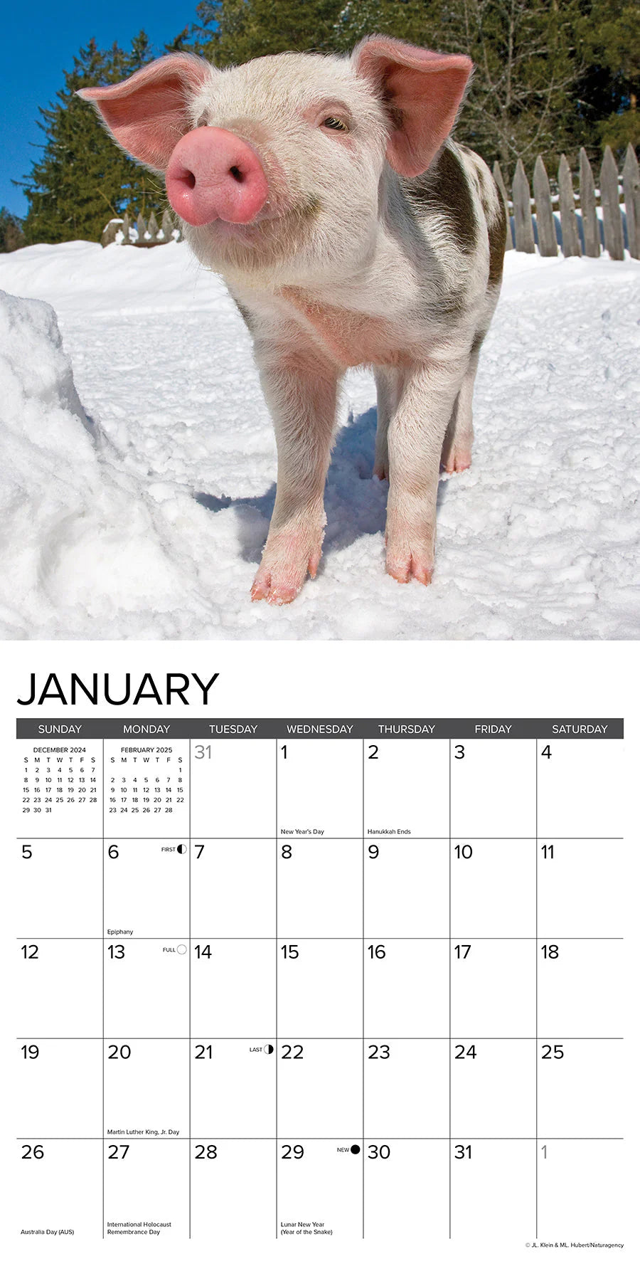 2025 12 Little Piggies Calendar