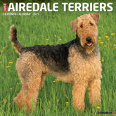 2025 Airedale Terriers Calendar