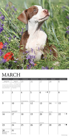 2025 American Pit Bull Puppies Calendar