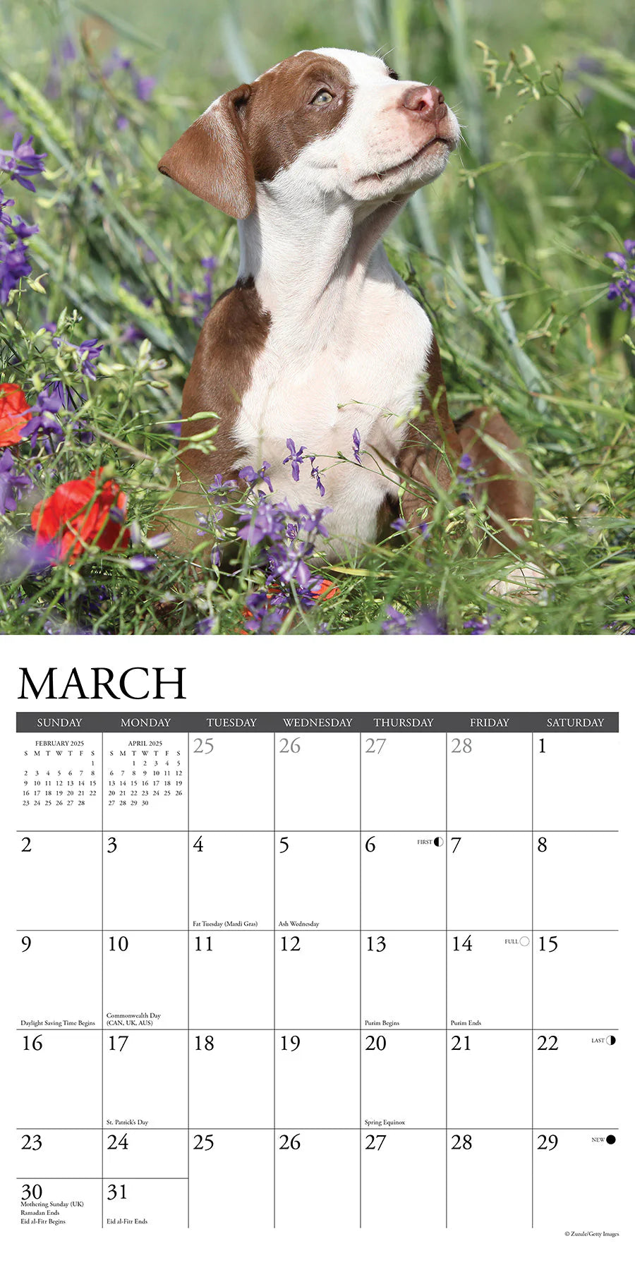 2025 American Pit Bull Puppies Calendar