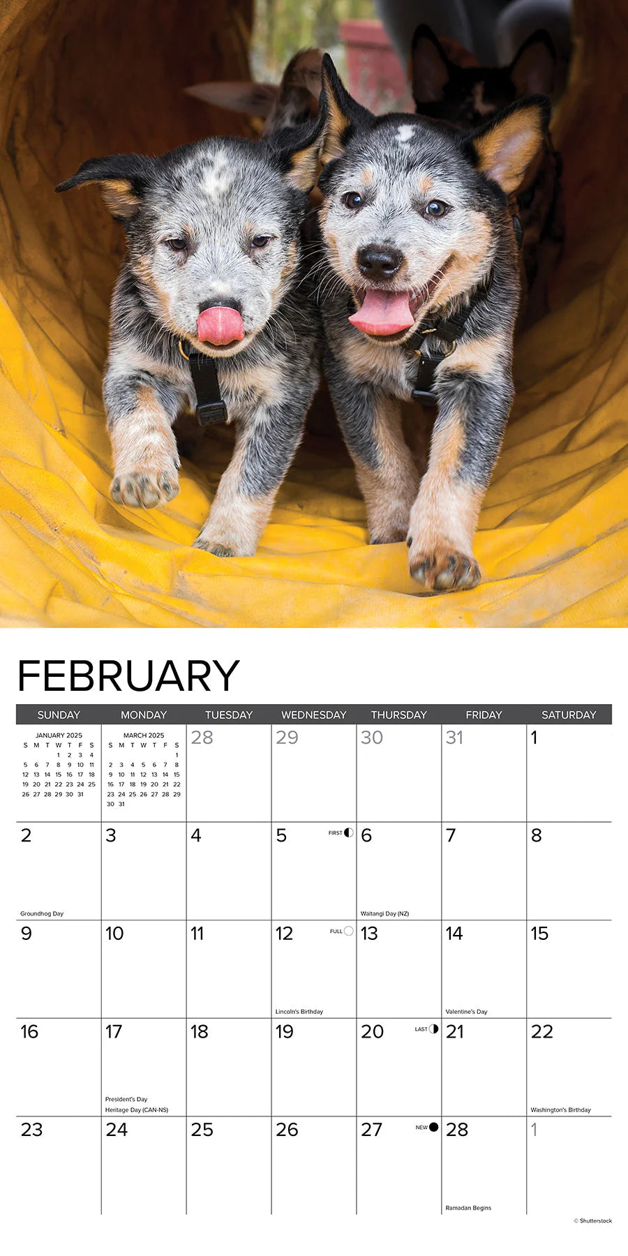 2025 Australian Cattle Dogs Calendar