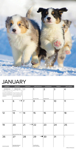 2025 Australian Shepherd Pups Calendar