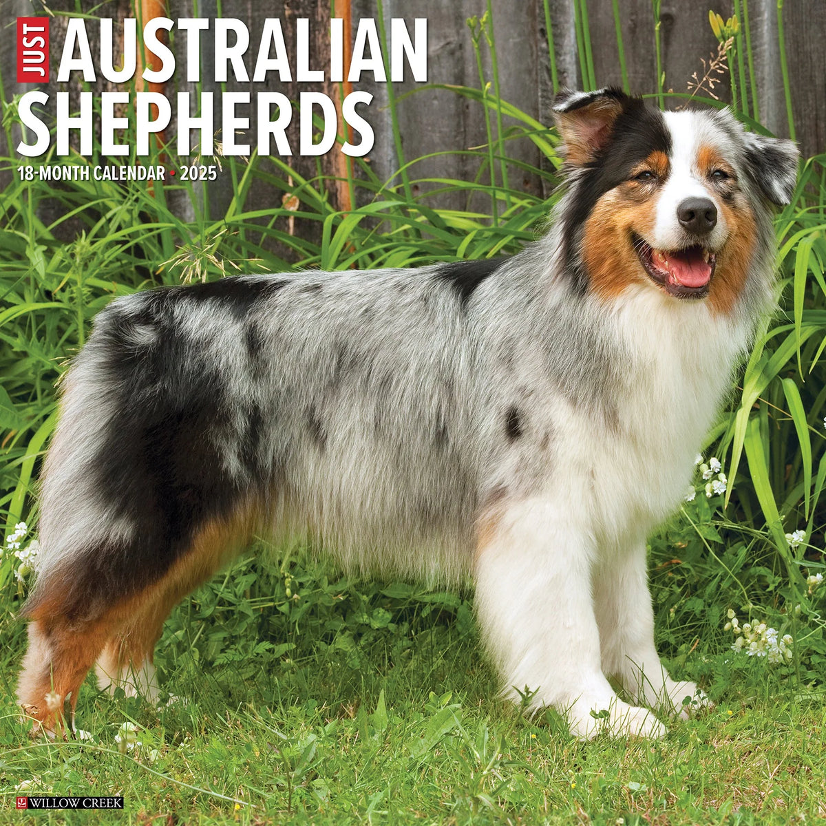 2025 Australian Shepherd Calendar