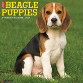 2025 Beagle Puppies Calendar