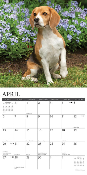 2025 Beagles Calendar