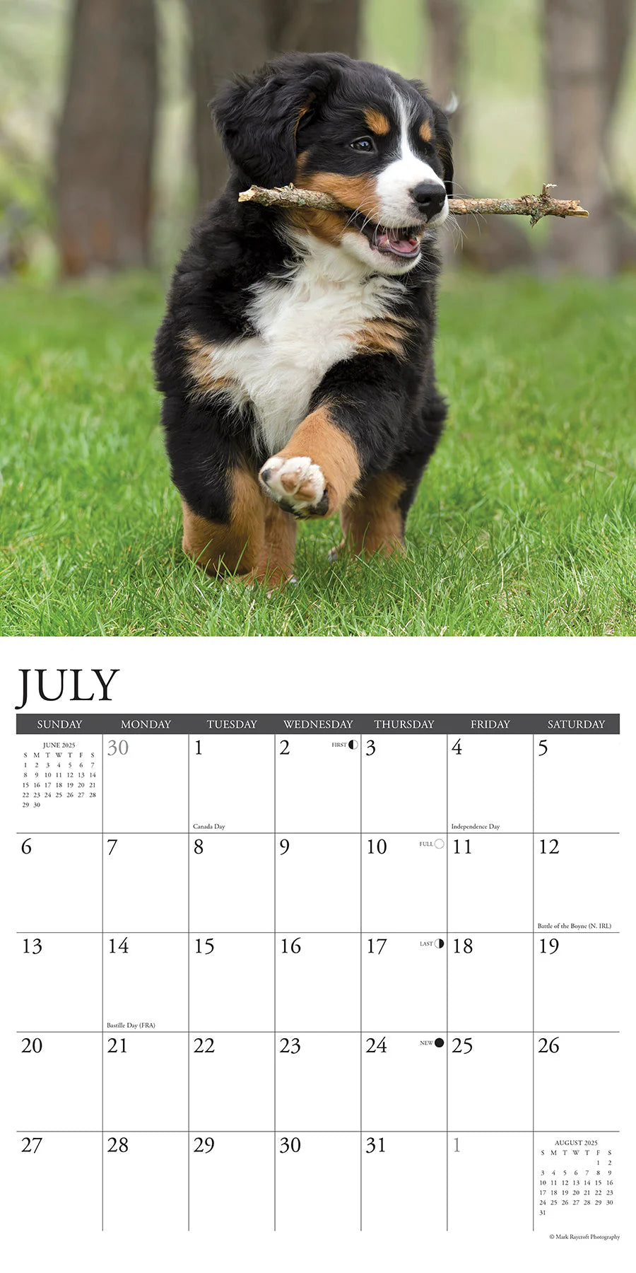 2025 Bernese Mountain Puppies Calendar