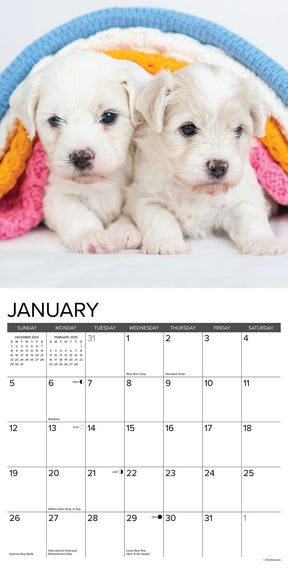 2025 Bichon Frise Puppies Calendar