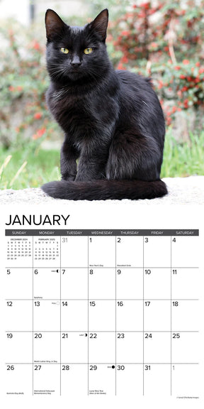 2025 Black Cats Calendar