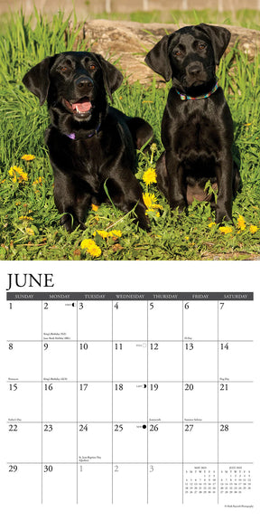 2025 Black Labs Calendar