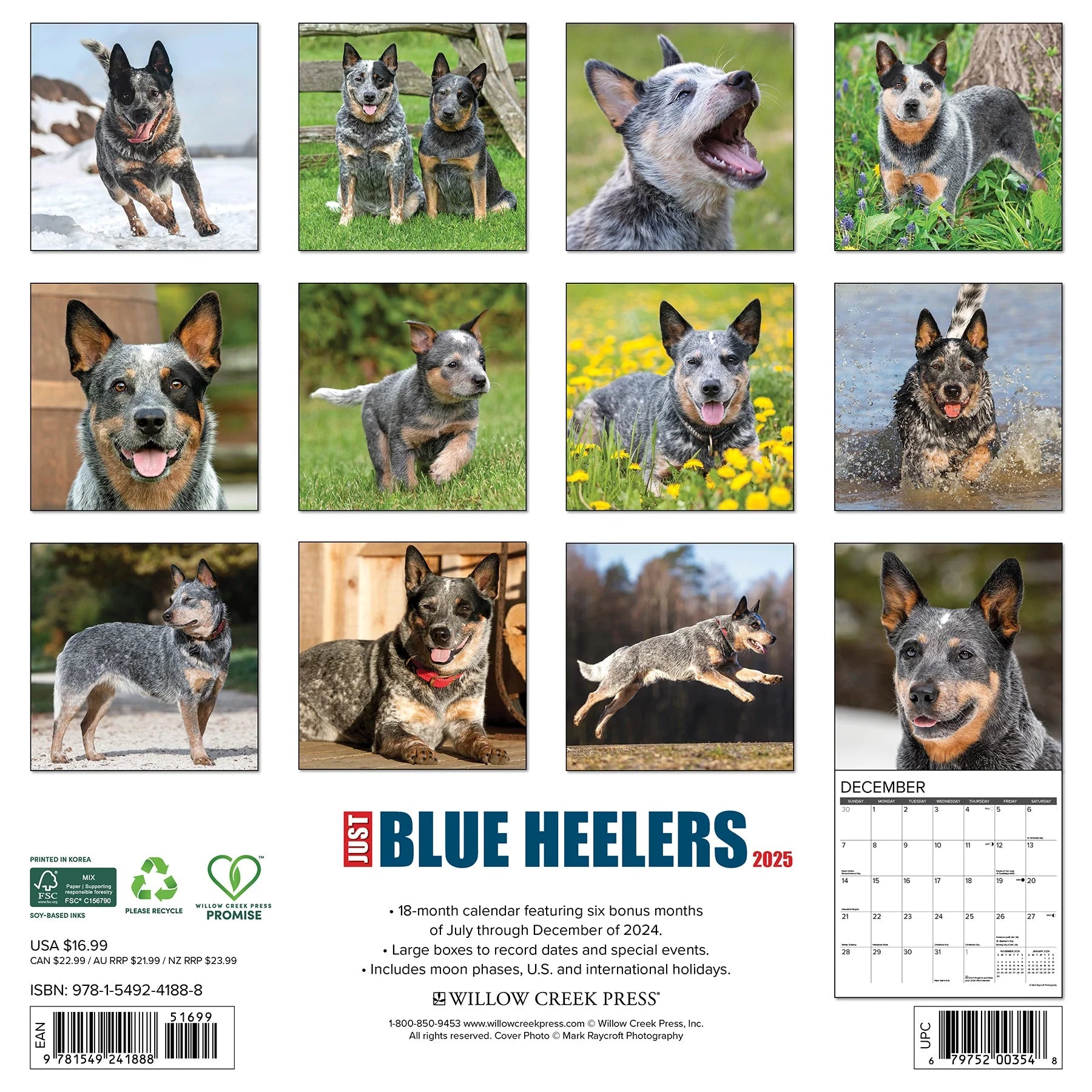 2025 Blue Heelers Calendar