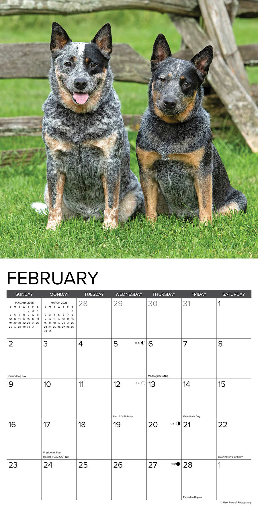 2025 Blue Heelers Calendar