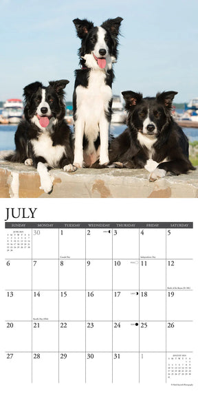 2025 Border Collies Calendar