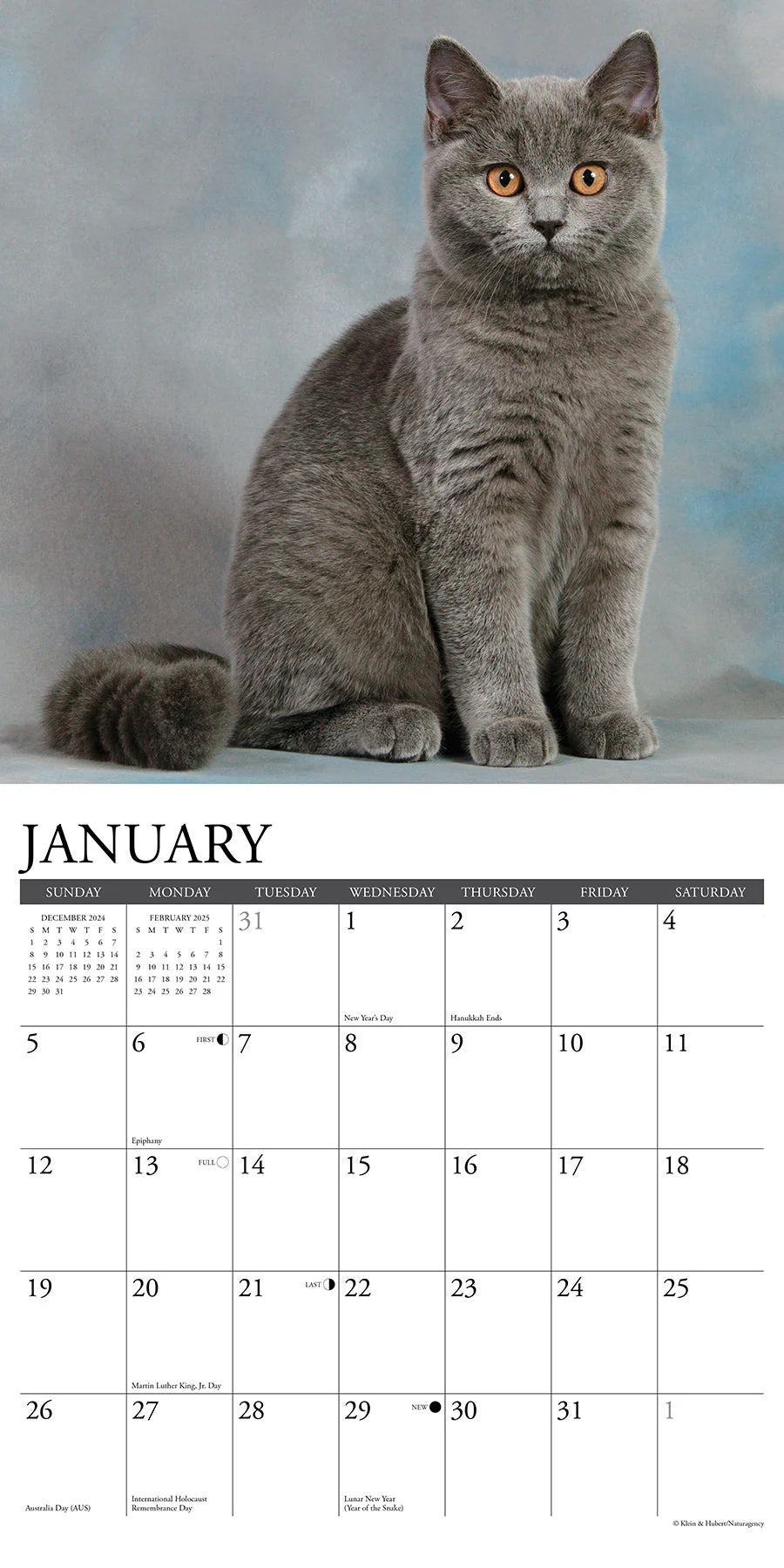 2025 British Shorthair Cats Calendar