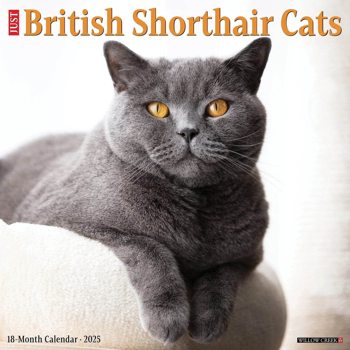 2025 British Shorthair Cats Calendar