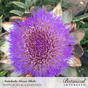 Botanical Interests, Inc. - Green Globe Improved Artichoke Seeds