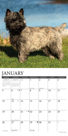 2025 Cairn Terriers Calendar