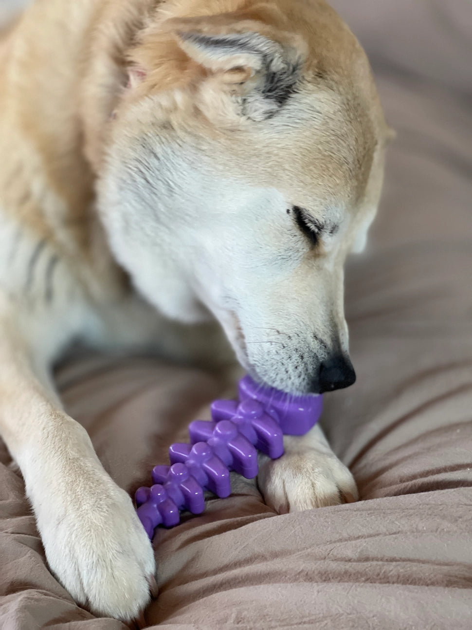 Fish Bone Ultra Durable Nylon Dog Chew Toy