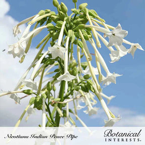 Nicotiana Indian Peace Pipe Seeds