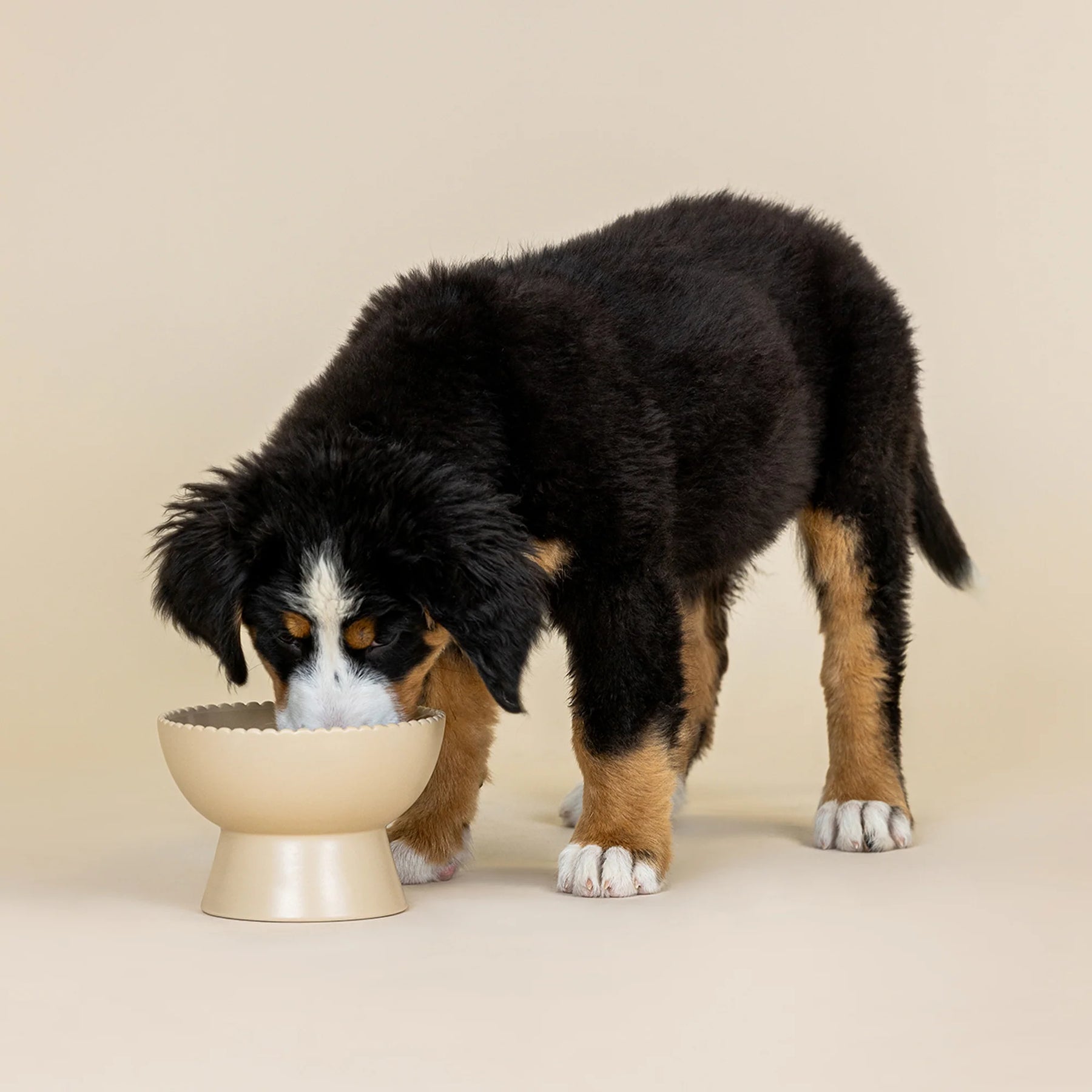 Petshop by Fringe Studio - Feeder Raised Sand