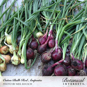 Botanical Interests, Inc. - Red Amposta Bulb Onion Seeds