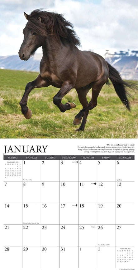 2024 Why Horses Do That Calendar