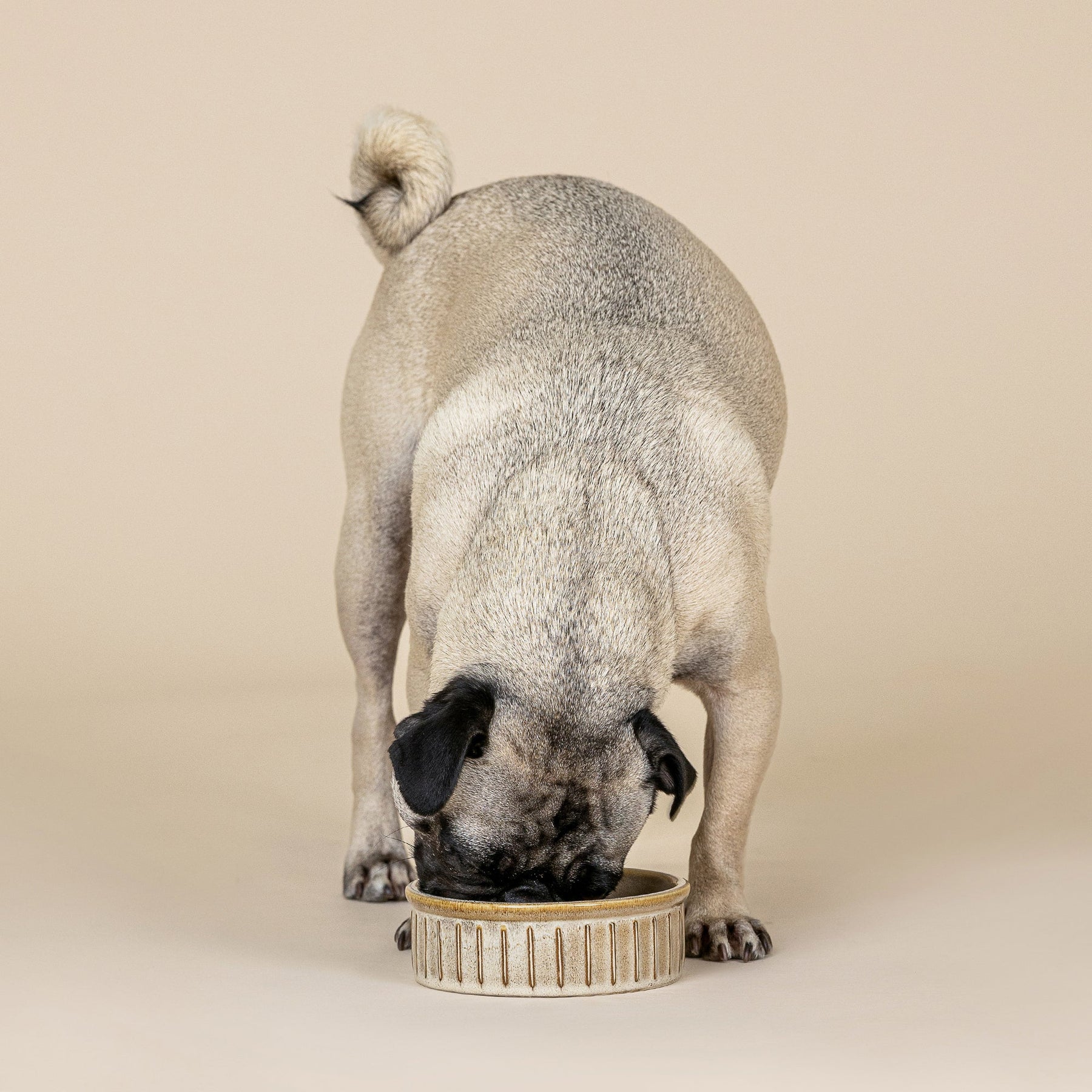 Petshop by Fringe Studio - Pet Bowl Vert Stripe Buff Stoneware