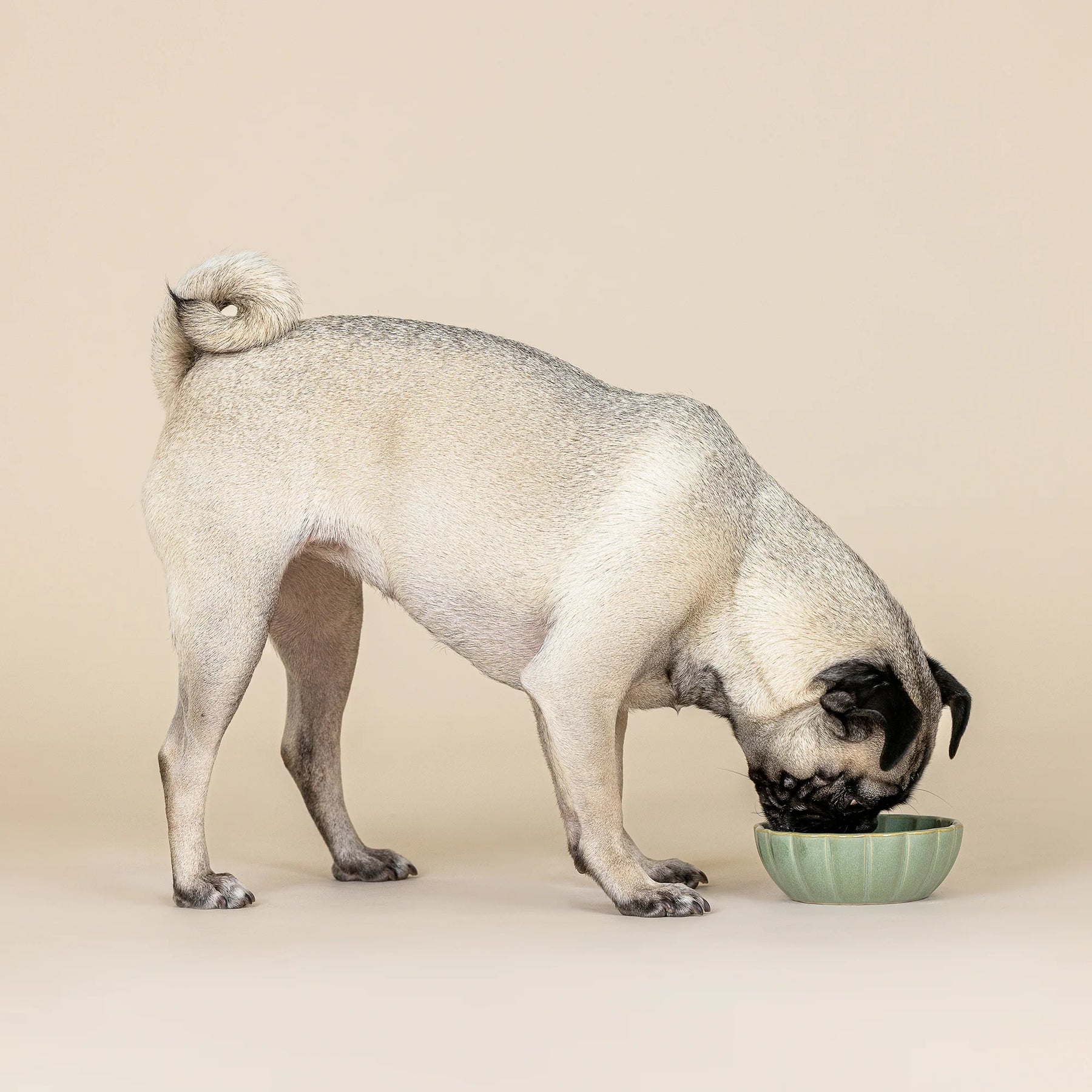 Petshop by Fringe Studio - Pet Bowl Sage Green